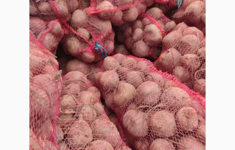 Продам столовий буряк. Сорт Зепо. Є об'єми