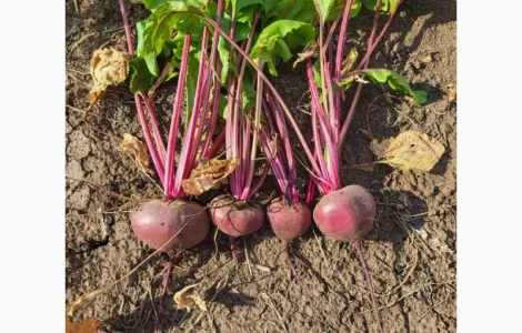 Продам буряк венігретний сорт Зепо