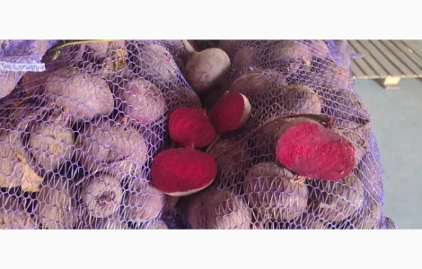 Буряк столовий