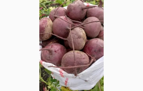 Продам буряк сорт Водан