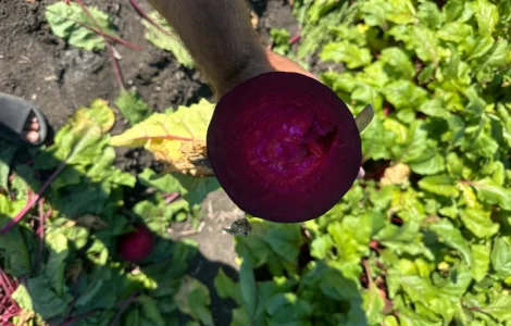 Продам буряк