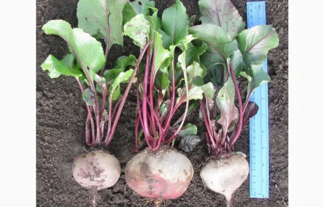 Буряк Азербайджан - гурт від 10 т