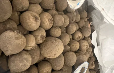 Продам буряк