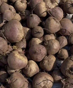 Продам буряк