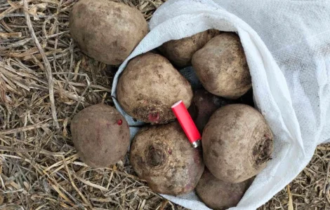 Продам Буряк оптом есть объем