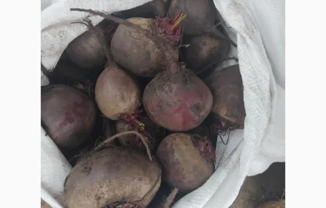 Продам буряк гарної якості круглий від 5-12 та є довгий(целиндер) від 4-10