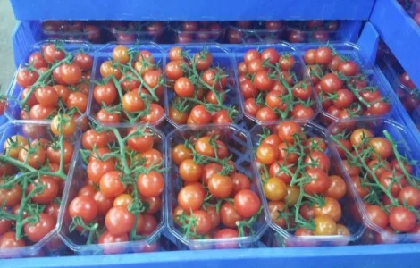 Продаем томаты