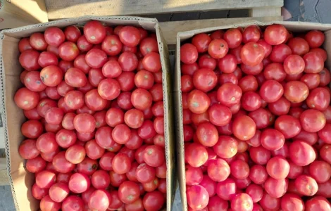 Продам помідори сорт Асвон