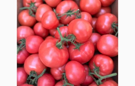 Продам ранній помідор Закарпаття різних сортів