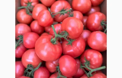 Продам ранній помідор Закарпаття різних сортів