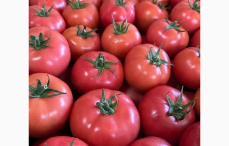 Помідор Шпалєрка якісьть Закарпаття