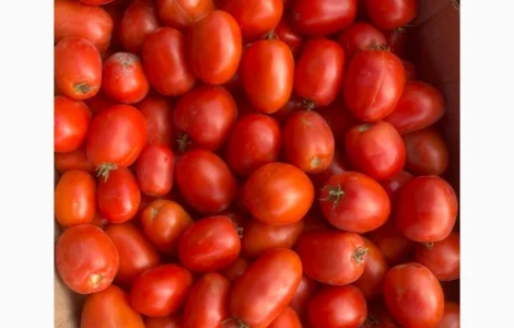 Продам помідори