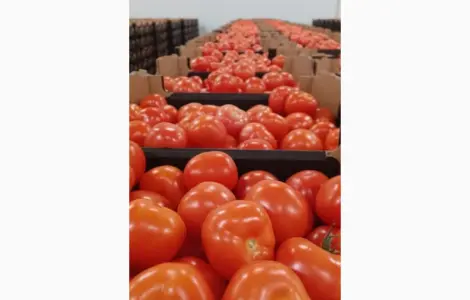 Продам помідори тепличний в Польщі
