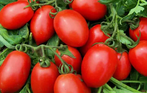 Продам помідори Умань
