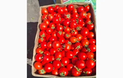 Продам помідор Асвон оптом з поля