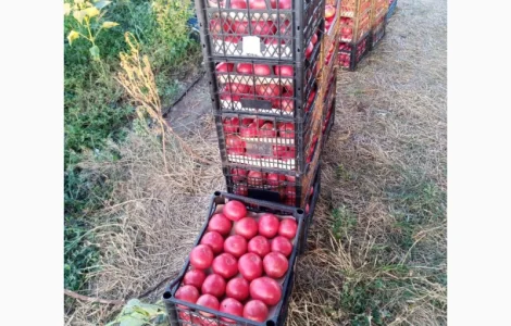 Розовий помідор оптом