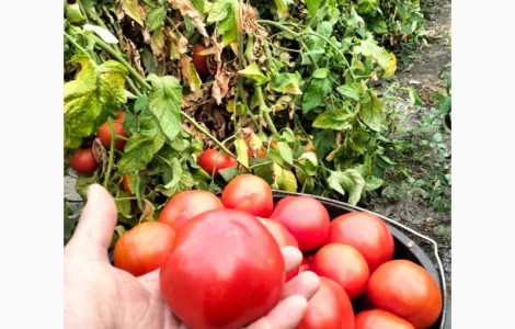 Помідор/томати круглий тепличний відмінна якість