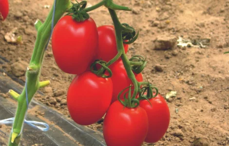 Коктейльні помідори Туреччина гуртом - від 10 т