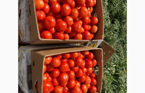 Продам томат помідор оптом від 10 тонн. Ринок