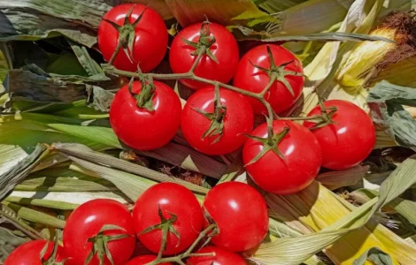 Помідори на гілці Туреччина гуртом від 10 т