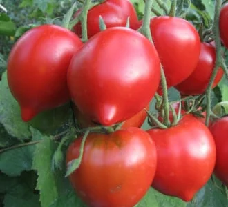 Помідор Носік калібр 5 - Туреччина гуртом від 10 тонн