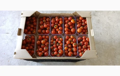 Томат помидор пор пора