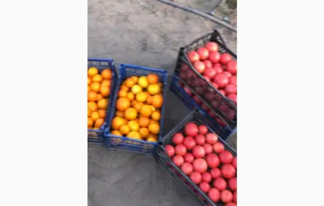 Продам томати
