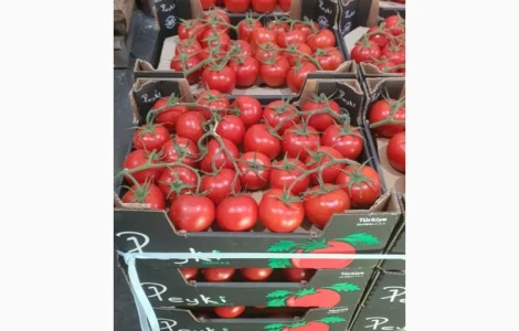 Продам помідор Гілка