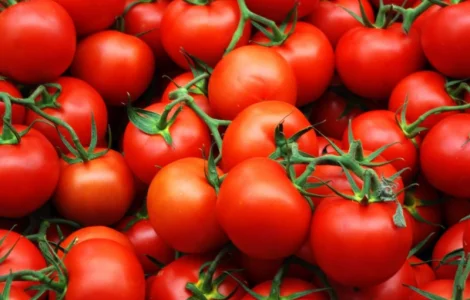 Продам помидоры из Египта экспорт