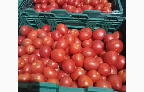 Продам помідор