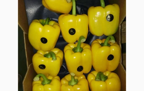 Продаем перец