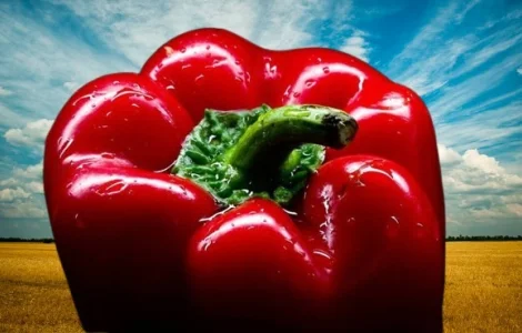 Перець солодкий «Клаудіо f1»