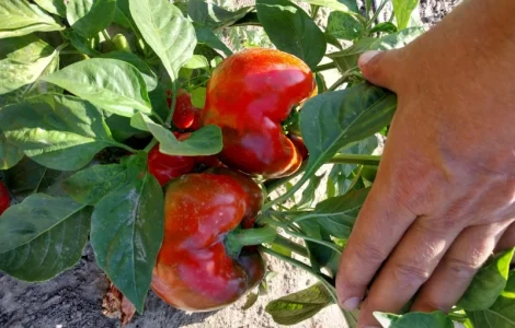 Продам перець кубовидний