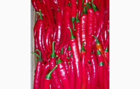 Продам перець Чілі