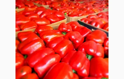 Перець Закарпаття обєми