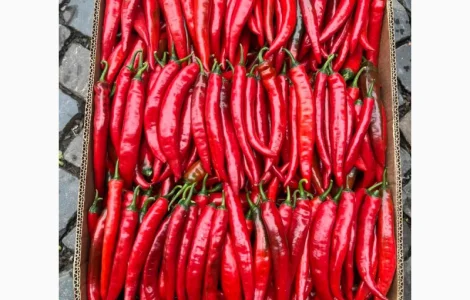 Пкрець чілі Закарпаття об.єм