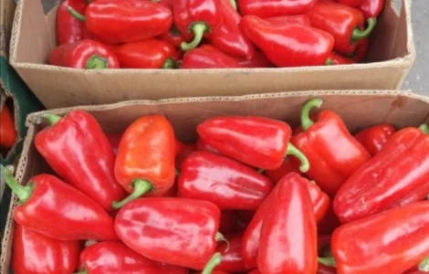 Продам перець Політ