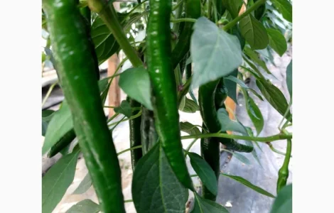 Продам гострий перець