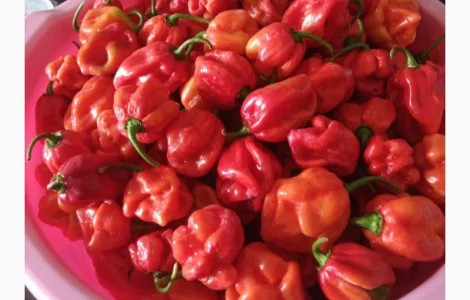 Свіжий гострий перець хабанеро (червоний