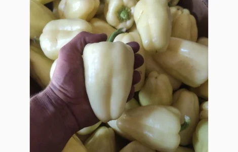 Продам Солодкий перець Барбі