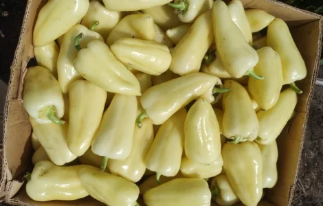 Продам перець оптом