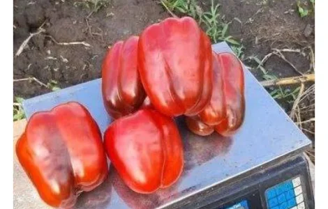 Перець червоний Каліфорнія 24 - Нідерланди гуртом