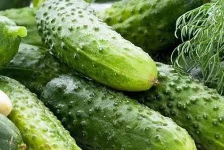 Куплю огірок щоденно від 5-10 тонн