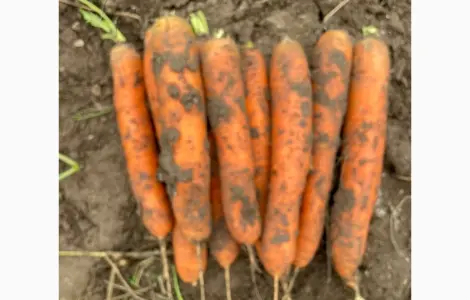 Продам морковь Балтімор Золочівський район