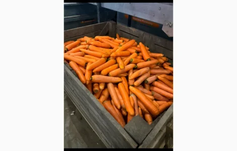 Продам моркву миту якісна