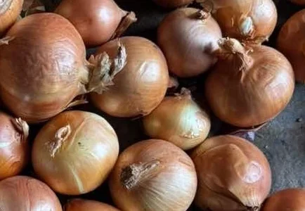 Продам цибулю лук репчатый опт 1сорт