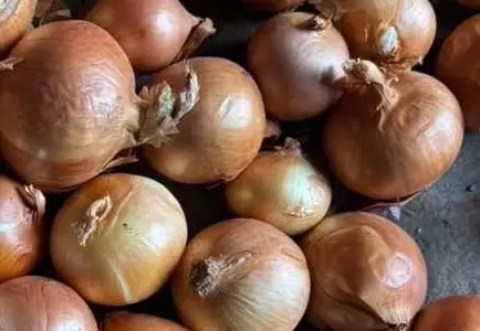 Продам цибулю лук репчатый опт 1сорт