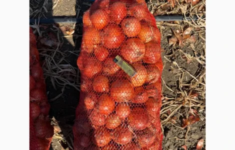 Продам цибулю