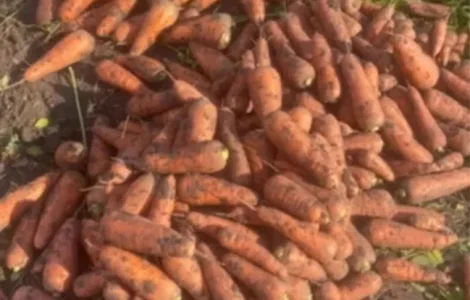 Продаж моркви 2-го сорту оптом (Вінницька область