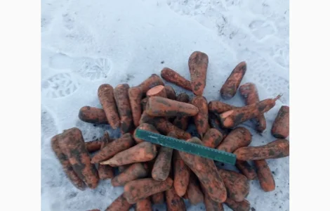 Продам моркву 2-го сорту оптом в великих об'ємах від 20 тонн